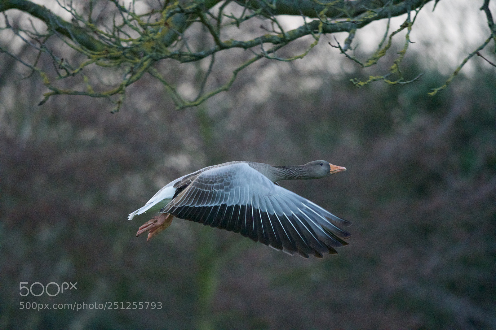 Nikon D500 sample photo. In flight photography