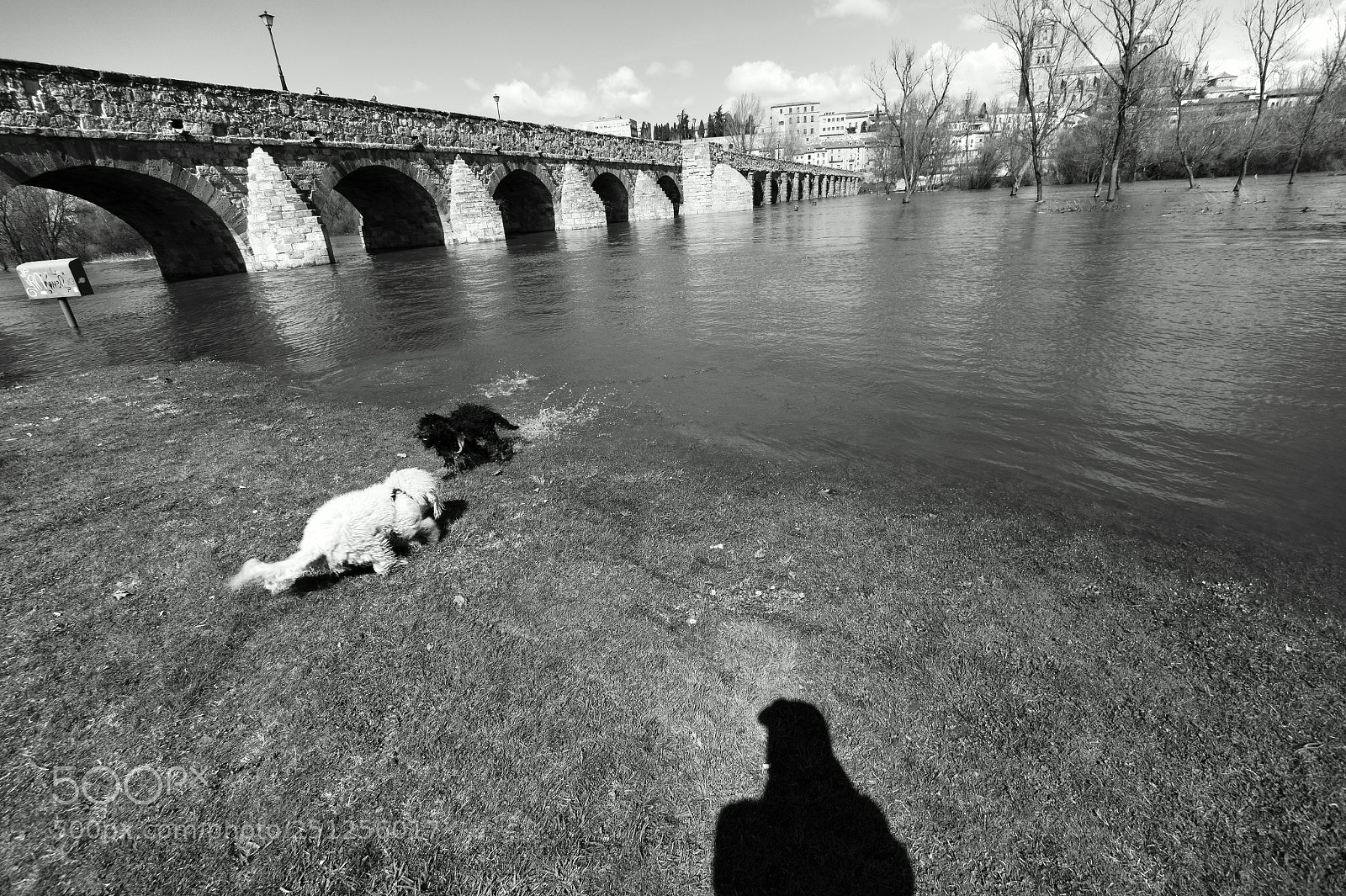 Sony SLT-A58 sample photo. The dogs,the roman bridge,the photography