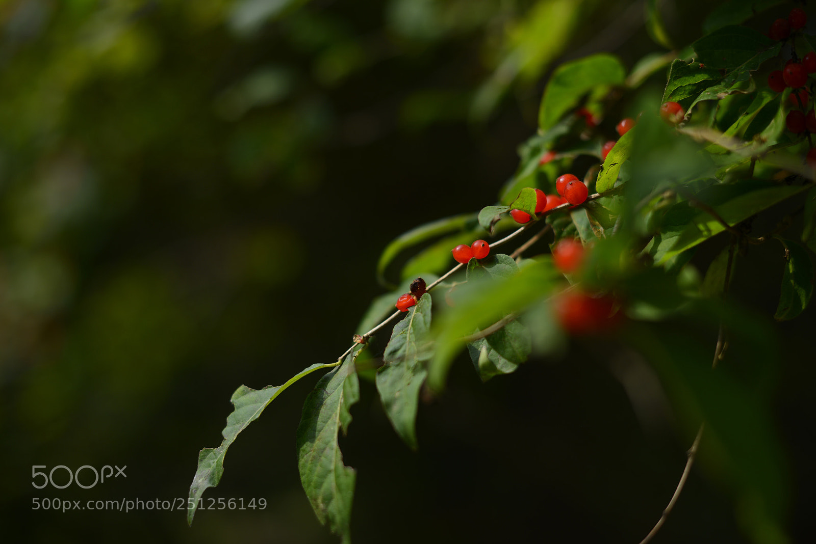 Nikon D800 sample photo. Untitled photography