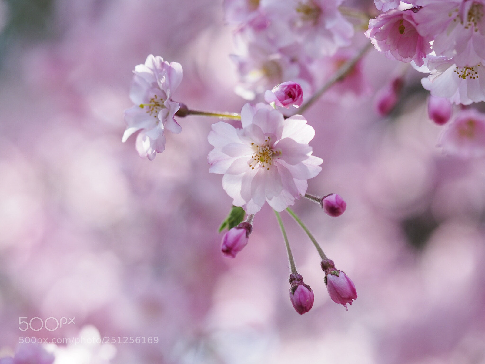 Olympus OM-D E-M1 Mark II sample photo. Pretty pink  photography