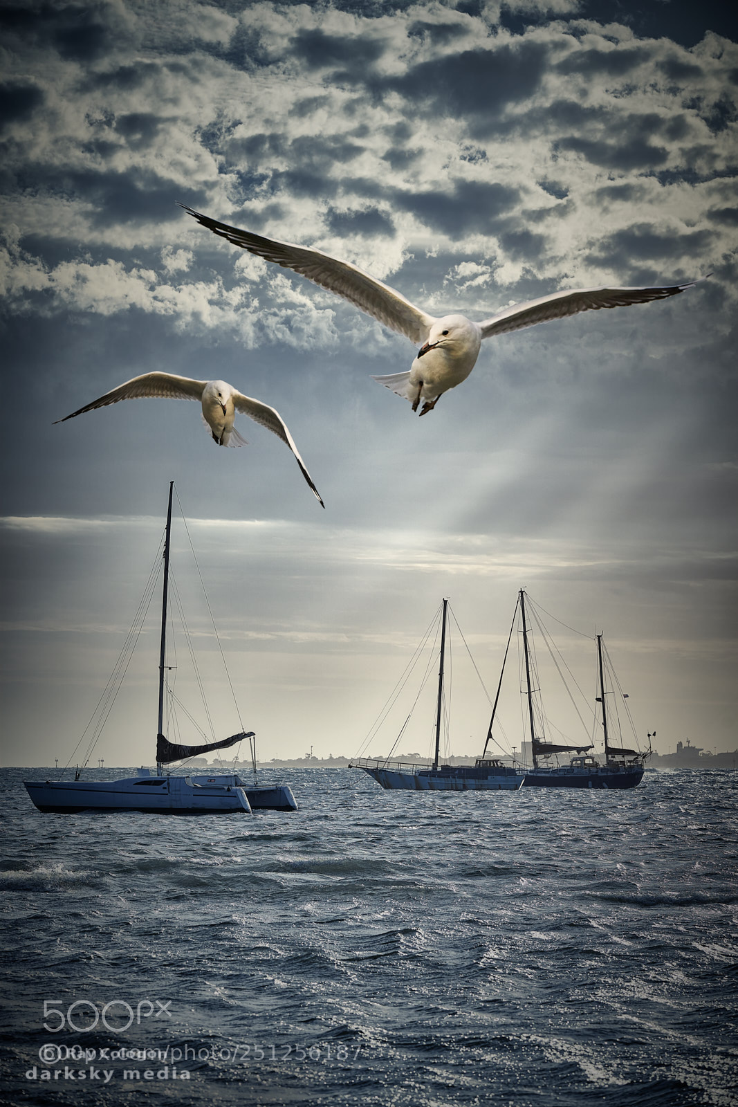Sony a7R III sample photo. A gust of gulls photography