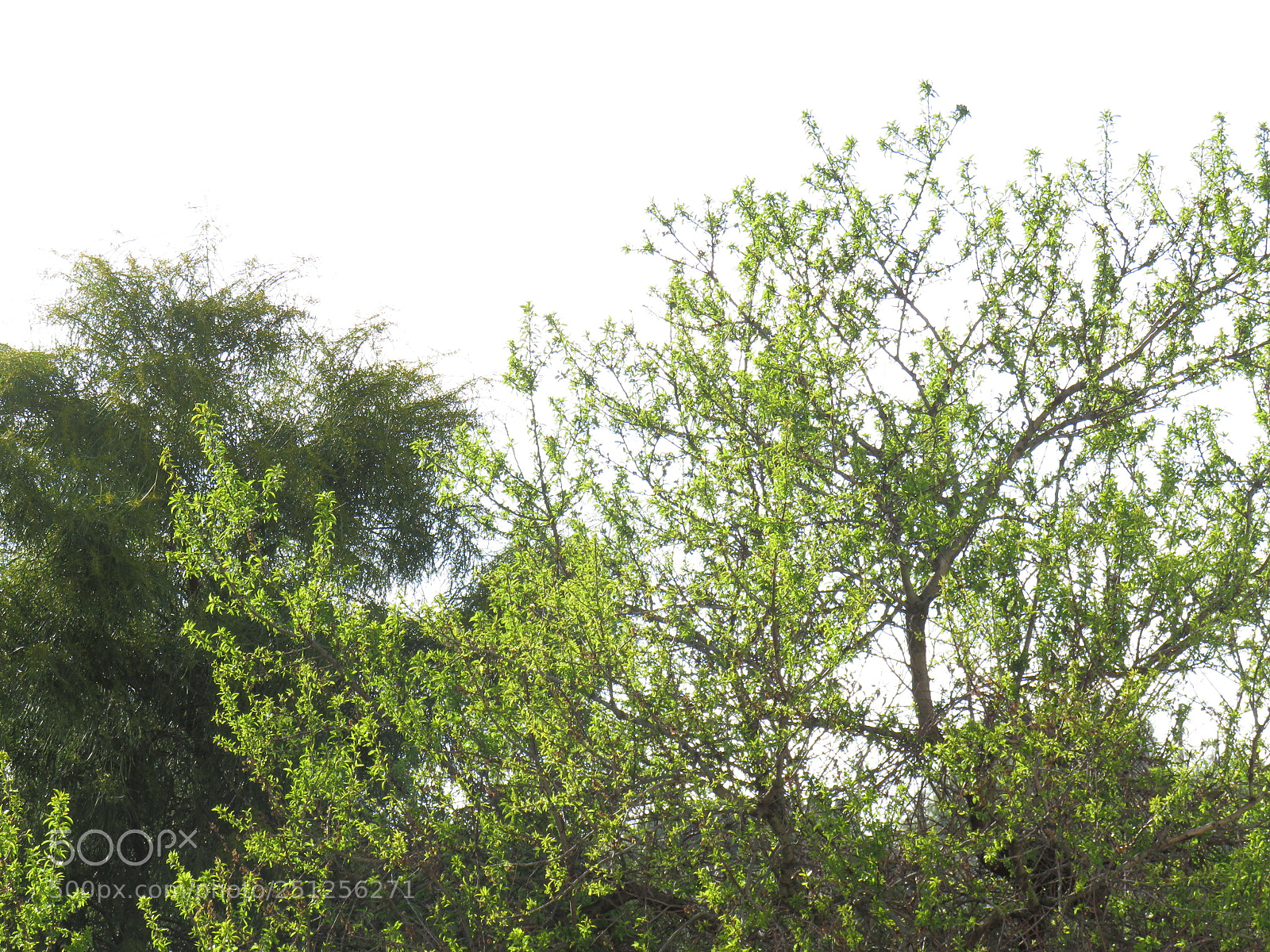Canon PowerShot SX540 HS sample photo. Forest photography