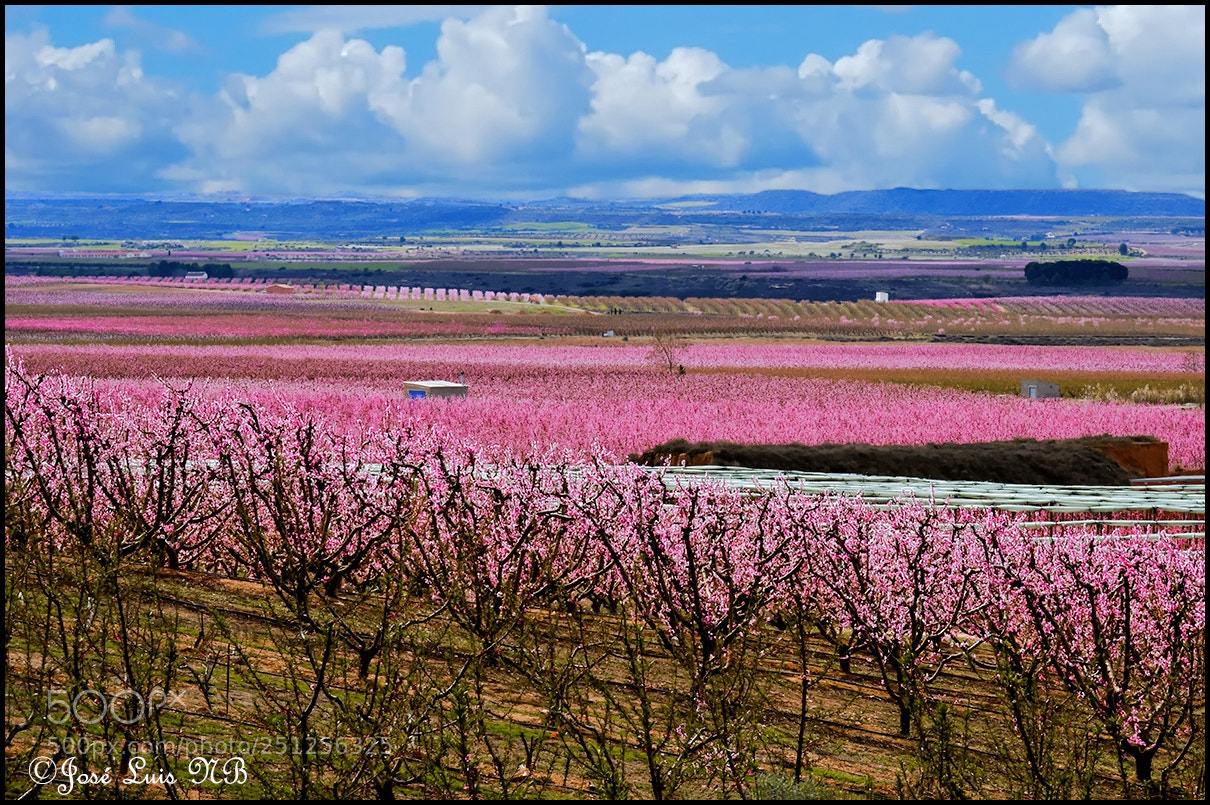 Nikon D7000 sample photo. Coloridos primaverales 2018 photography