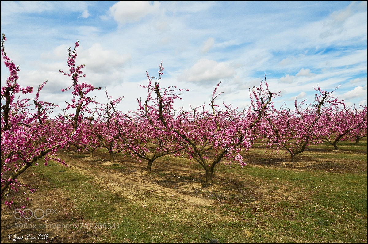 Nikon D7000 sample photo. Coloridos primaverales 2018 photography