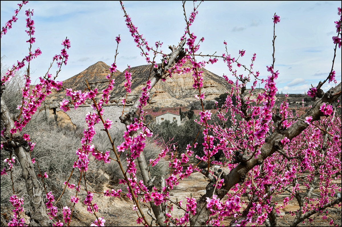Nikon D7000 sample photo. Coloridos primaverales 2018 photography
