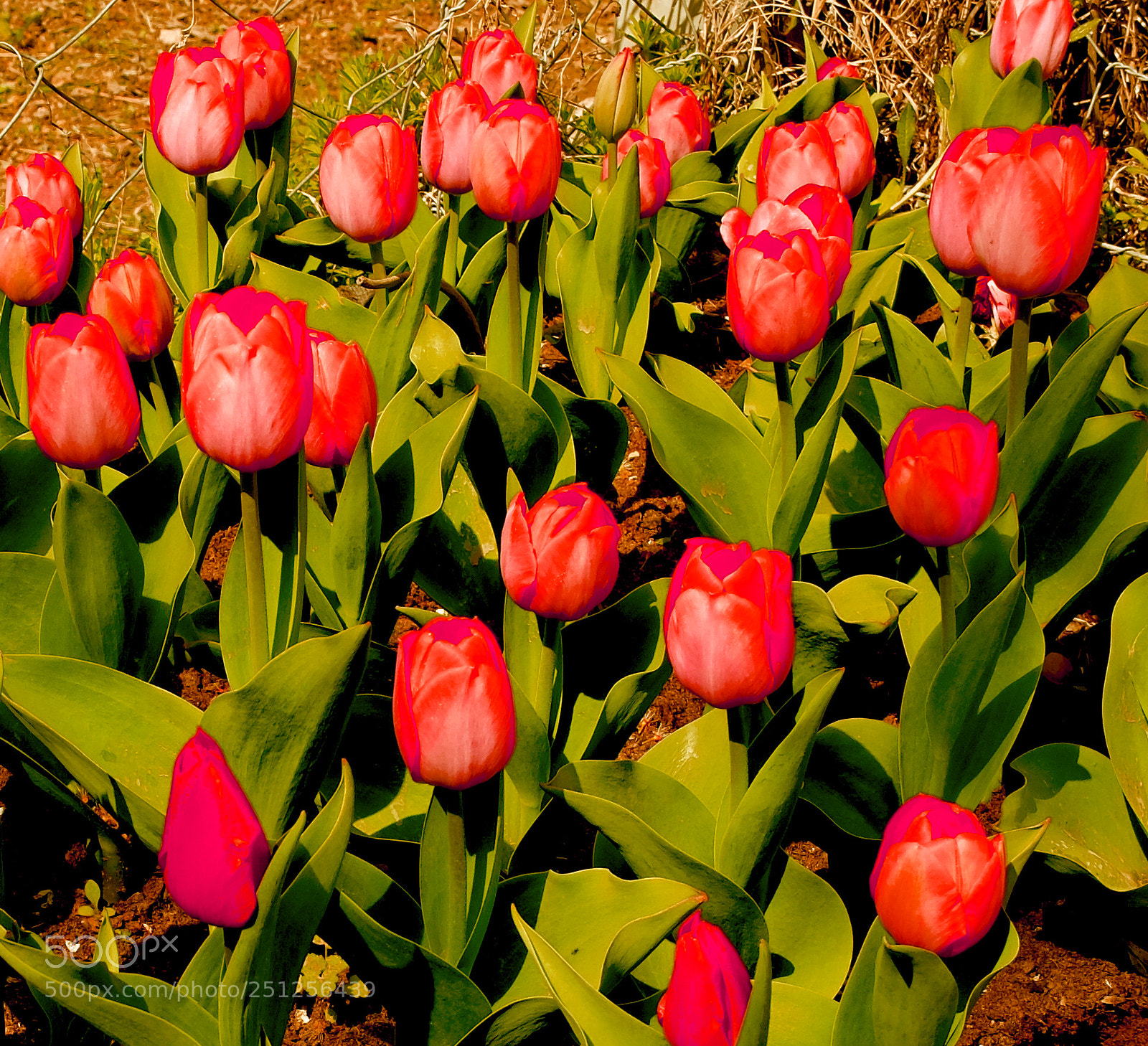 Fujifilm X20 sample photo. Tulips photography