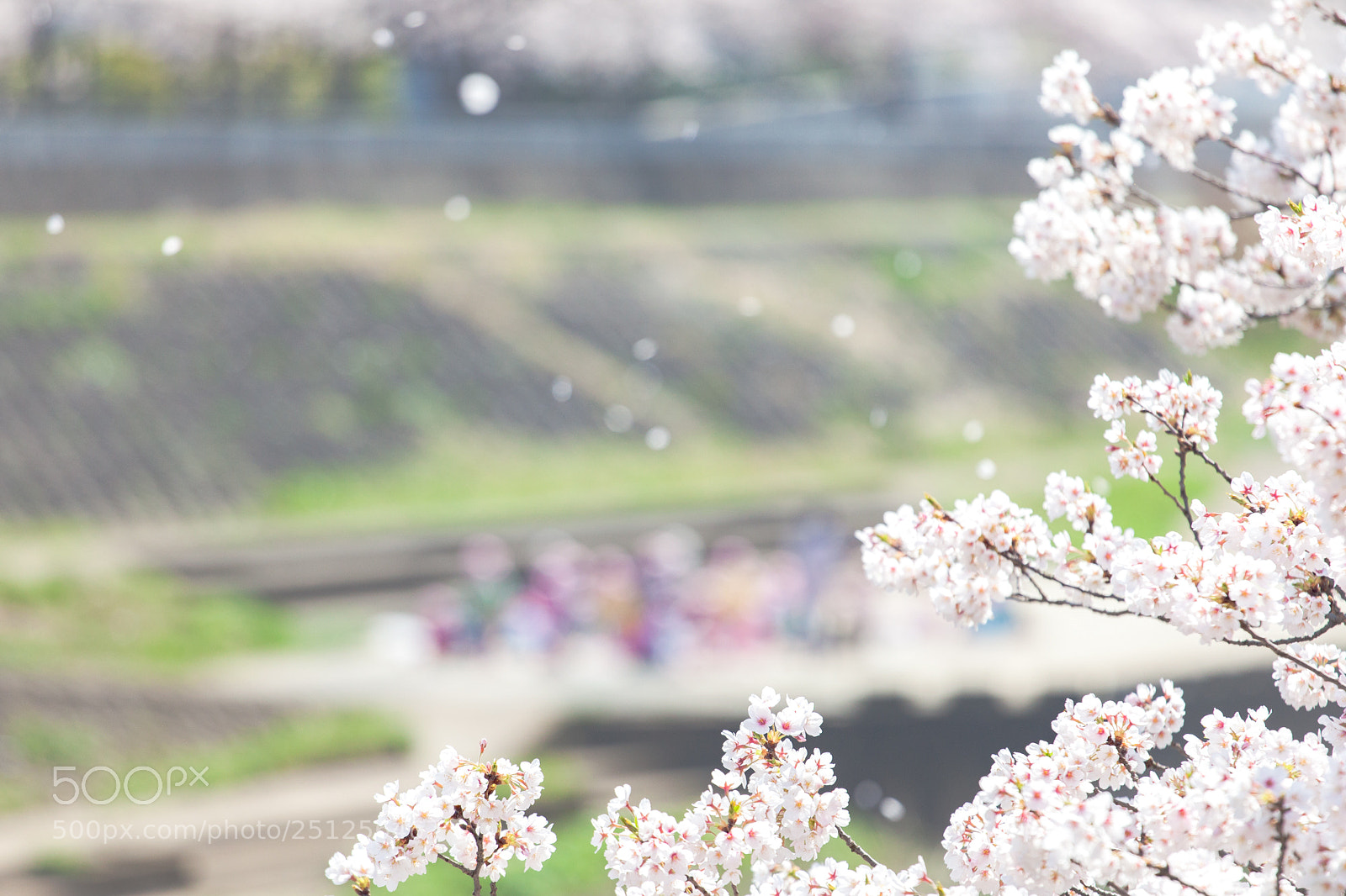 Canon EOS 5D Mark II sample photo. Sakura sanpo photography