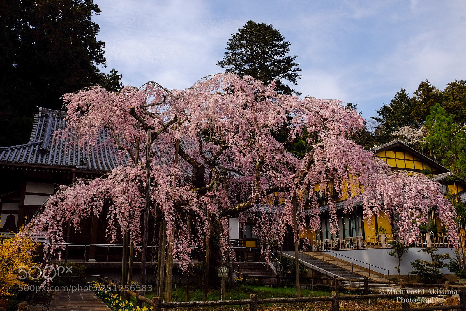 Fujifilm X-T1 sample photo. Iwashidare-sakura photography