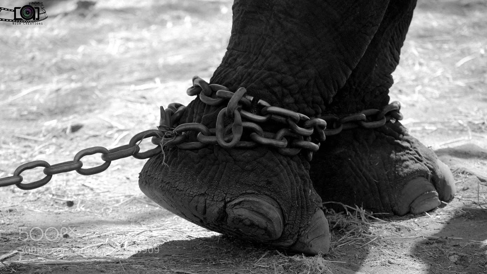 Nikon D5300 sample photo. Chained tusker photography