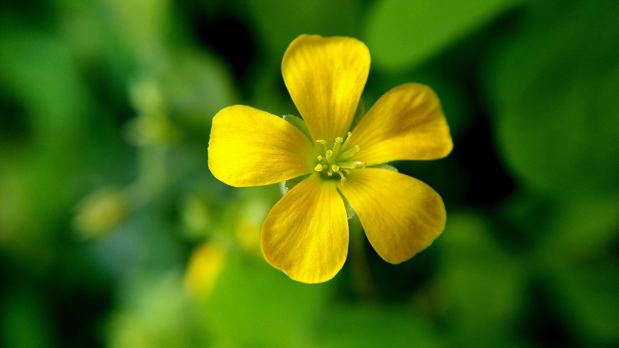 Samsung Galaxy A9 Pro sample photo. Small yellow flower macro photo photography