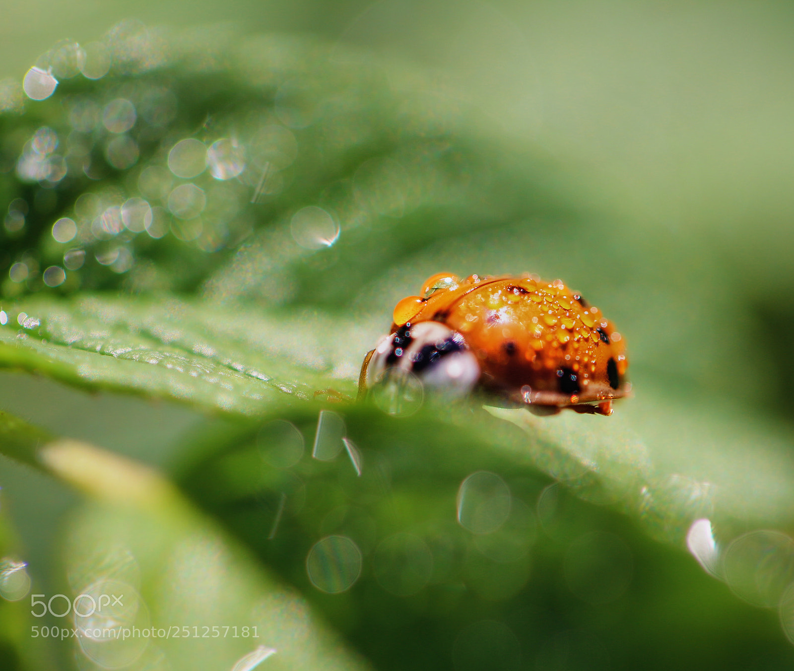 Canon EOS 650D (EOS Rebel T4i / EOS Kiss X6i) sample photo. Ladybugs in the morning photography