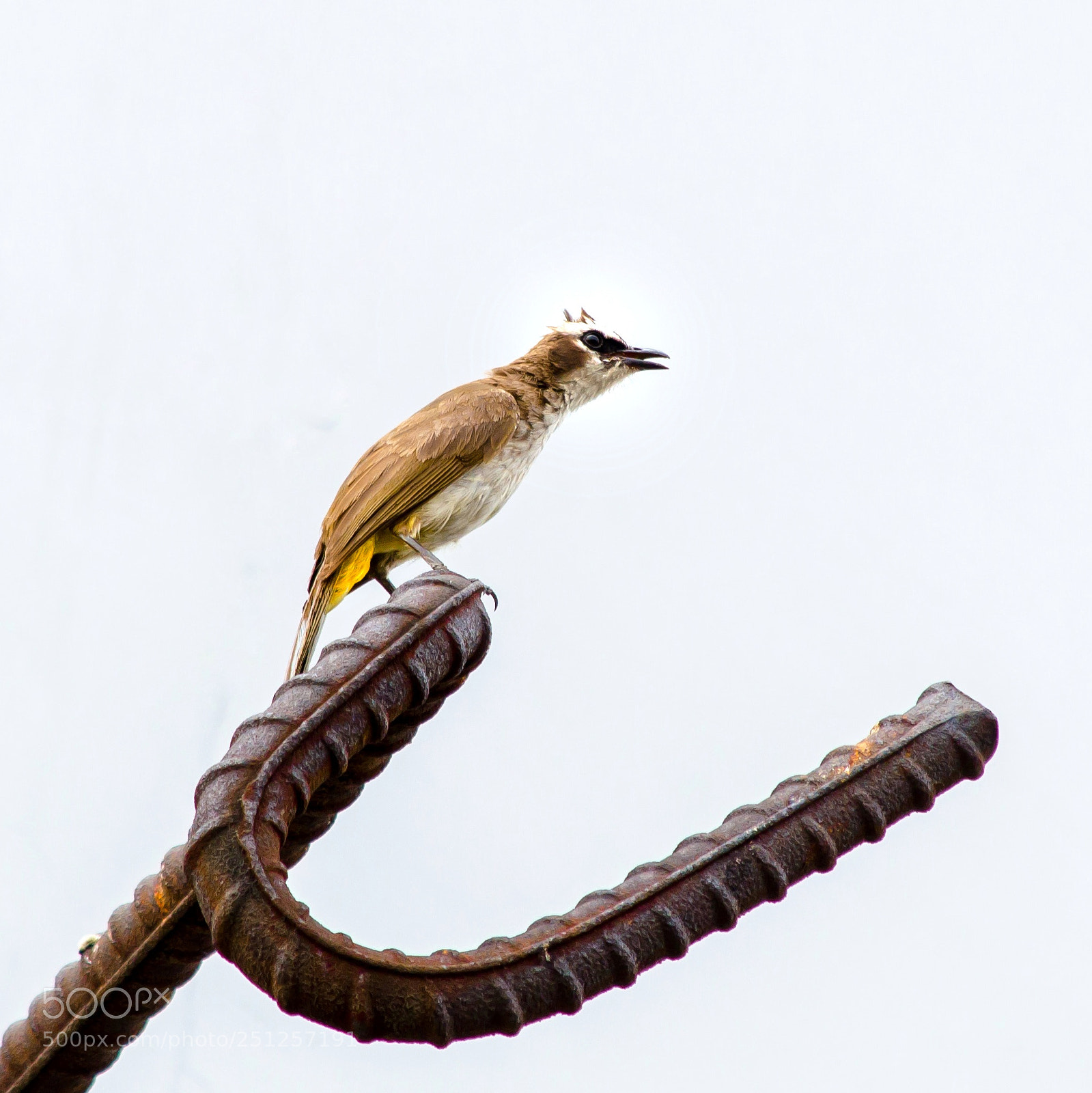 Nikon D5100 sample photo. Yellow vented bulbul photography