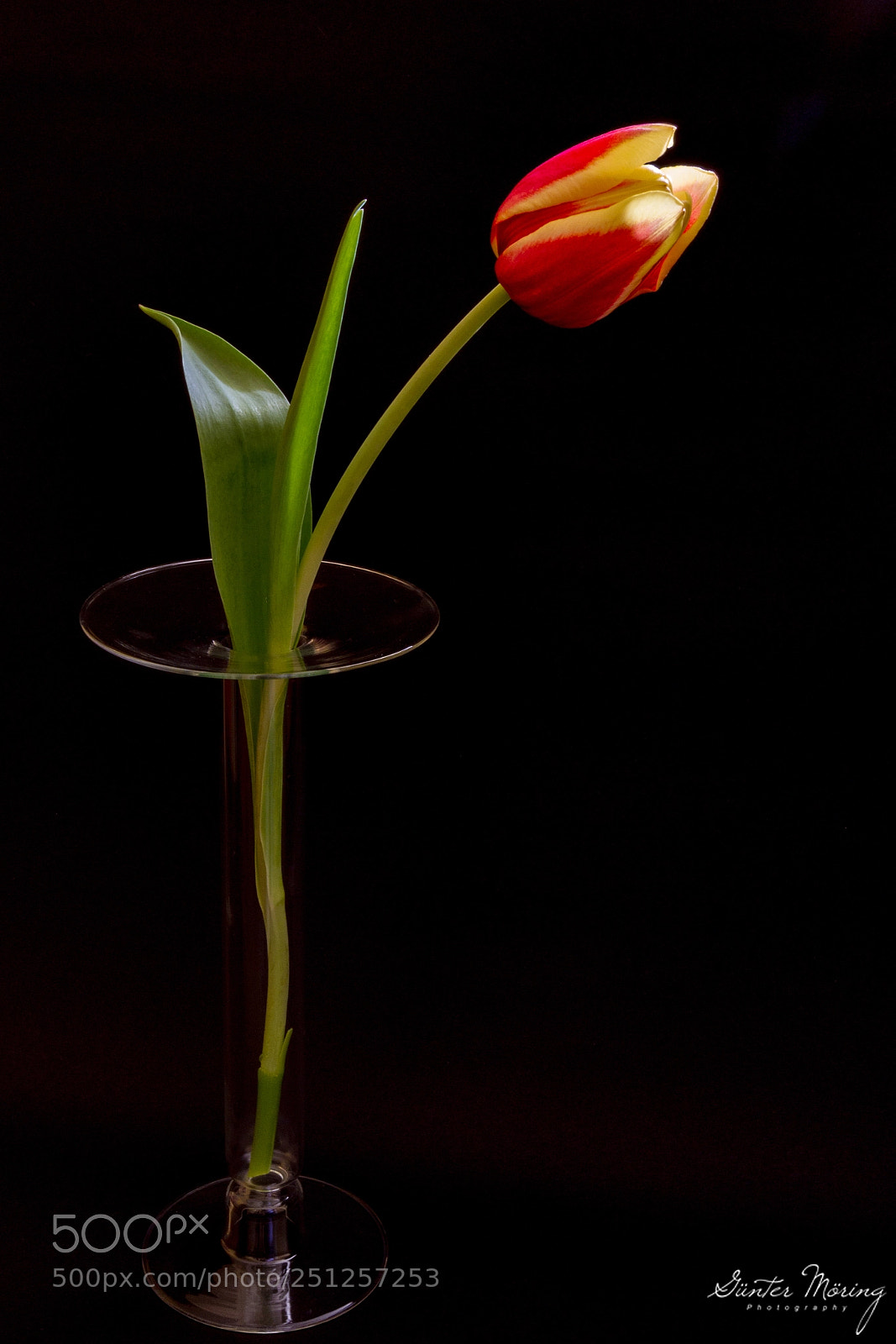 Canon EOS 7D sample photo. Still life tulip photography
