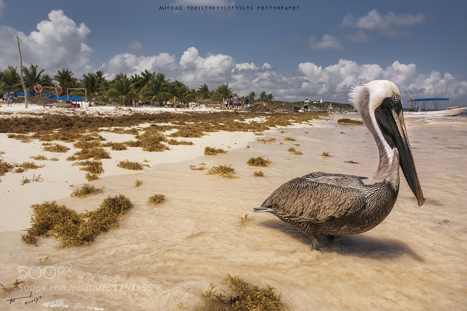 Nikon D810 sample photo. Pelican in playa paraiso photography