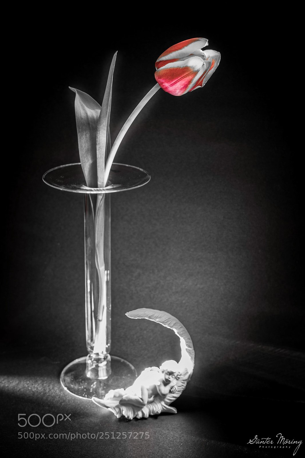 Canon EOS 7D sample photo. Still life tulip photography
