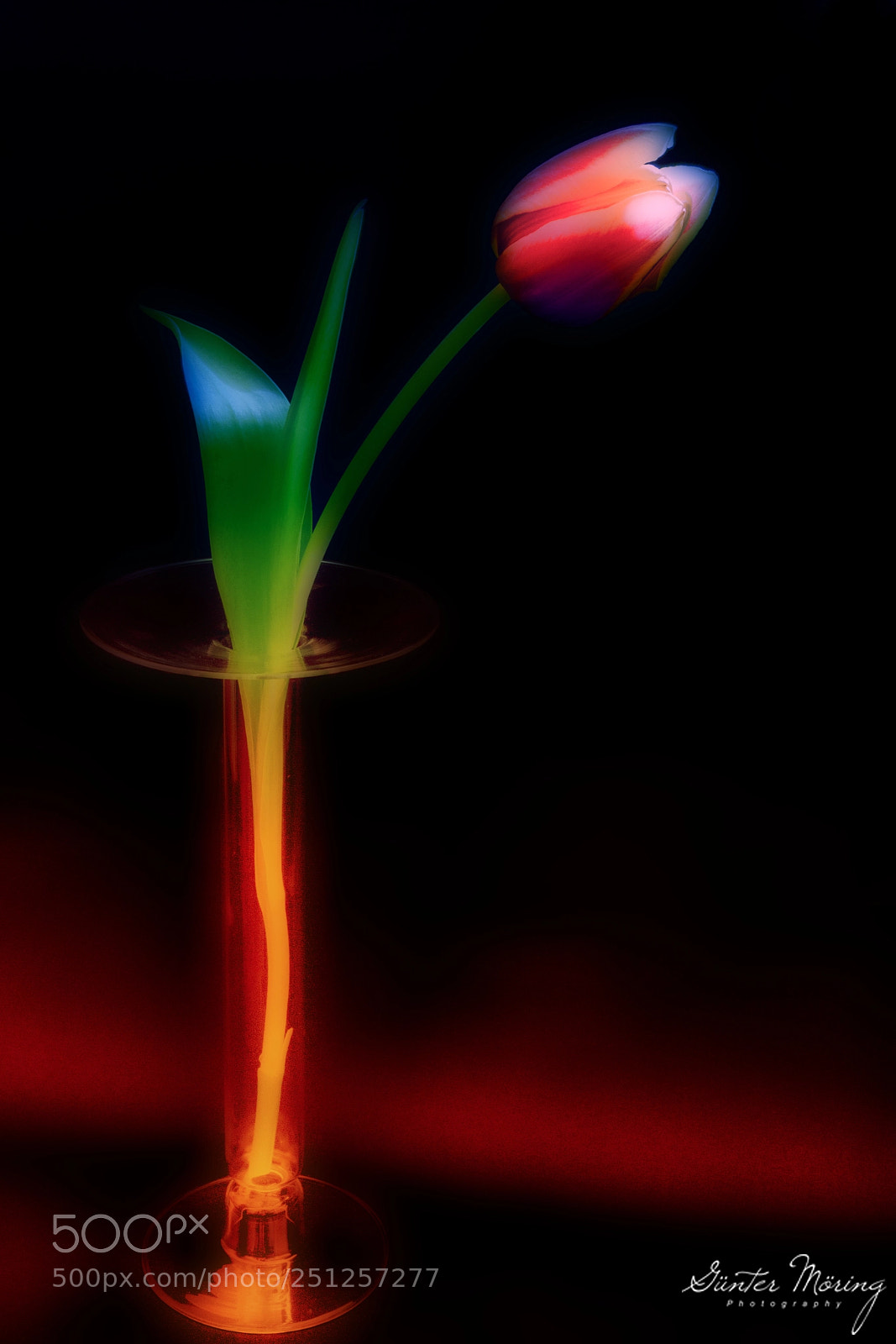 Canon EOS 7D sample photo. Still life tulip photography