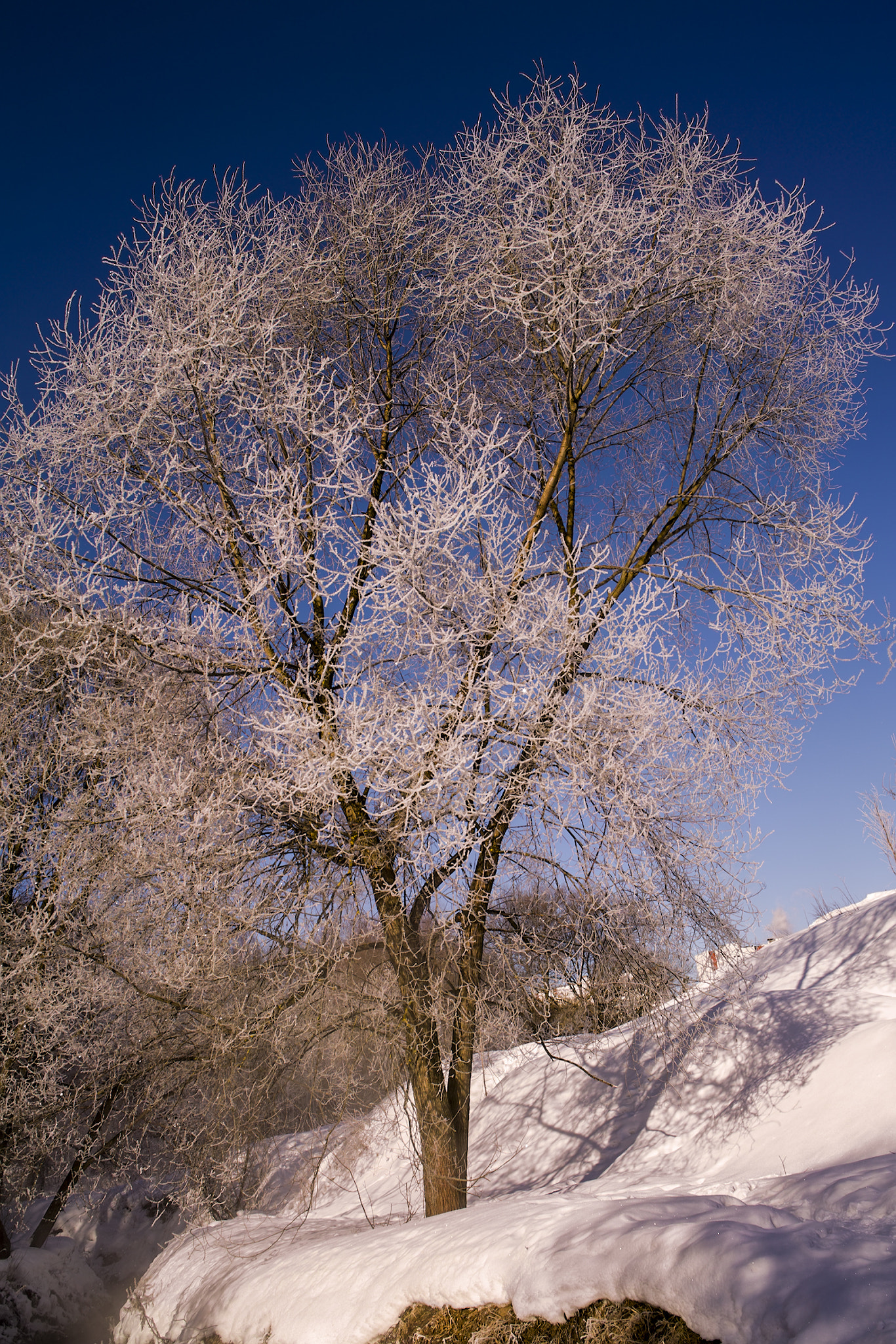 Sigma DP1 sample photo. Frozen tree from hot spring nearby photography