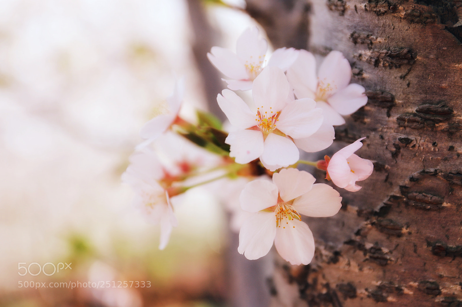Canon EOS 6D Mark II sample photo. 樱花sakura photography