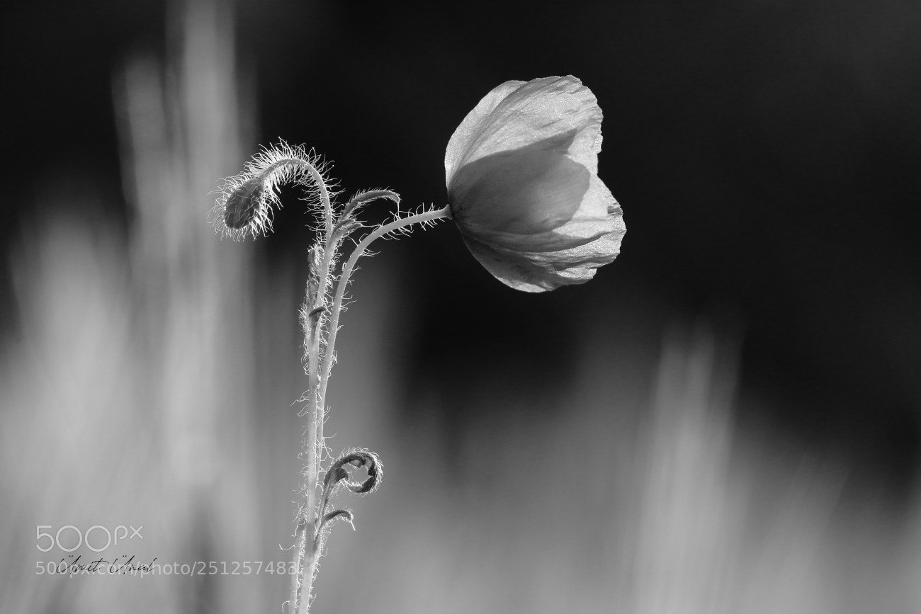 Canon EOS 7D Mark II sample photo. Bw poppy photography