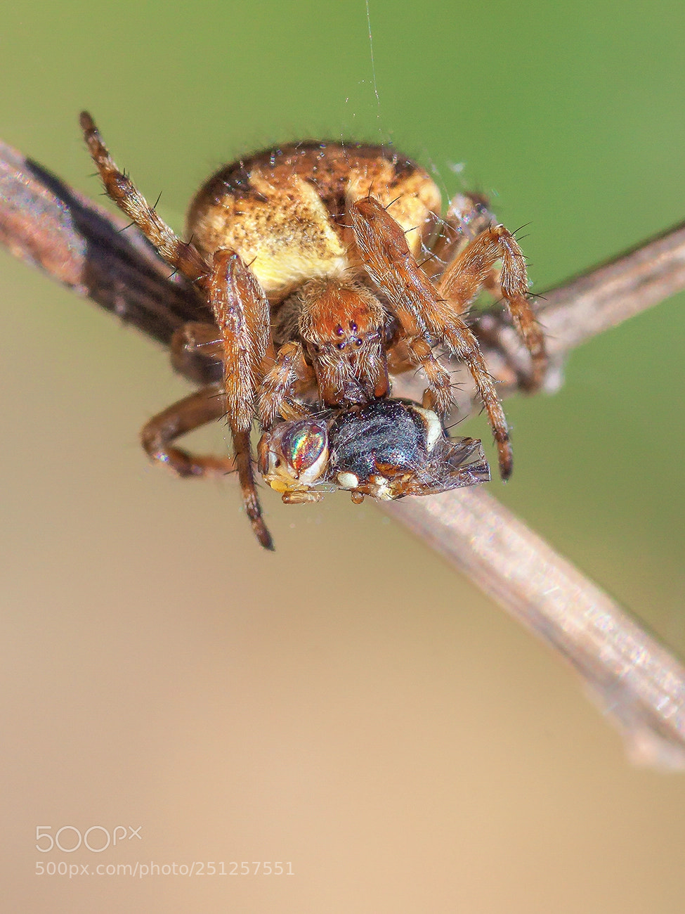 Canon EOS 50D sample photo. AraÑa photography