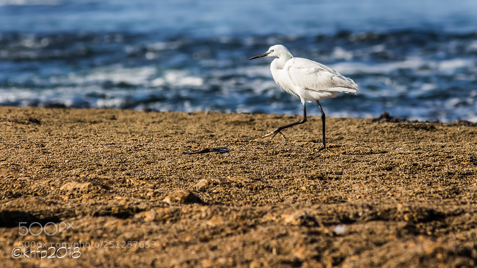 Canon EOS 650D (EOS Rebel T4i / EOS Kiss X6i) sample photo. Egret - langstrand 1 photography