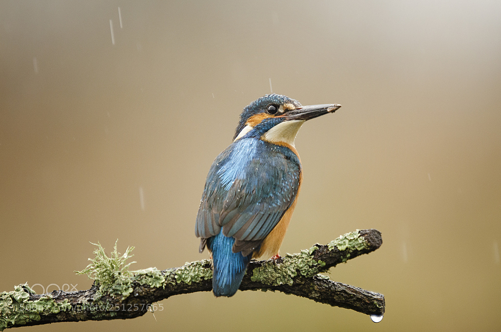 Nikon D7000 sample photo. Kingfisher on perch photography