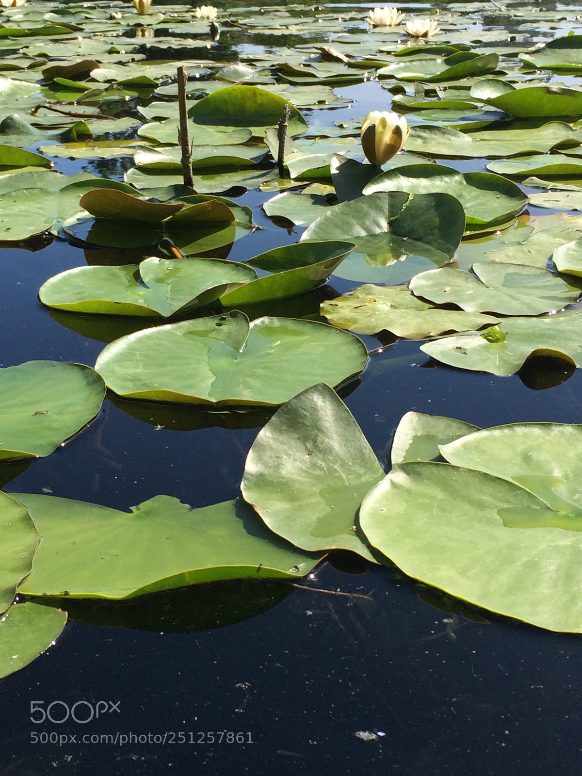 Apple iPhone 5s sample photo. Lake photography