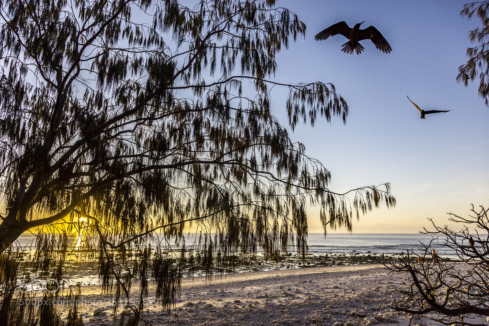 Canon EOS 5D Mark II sample photo. Coming home to roost photography