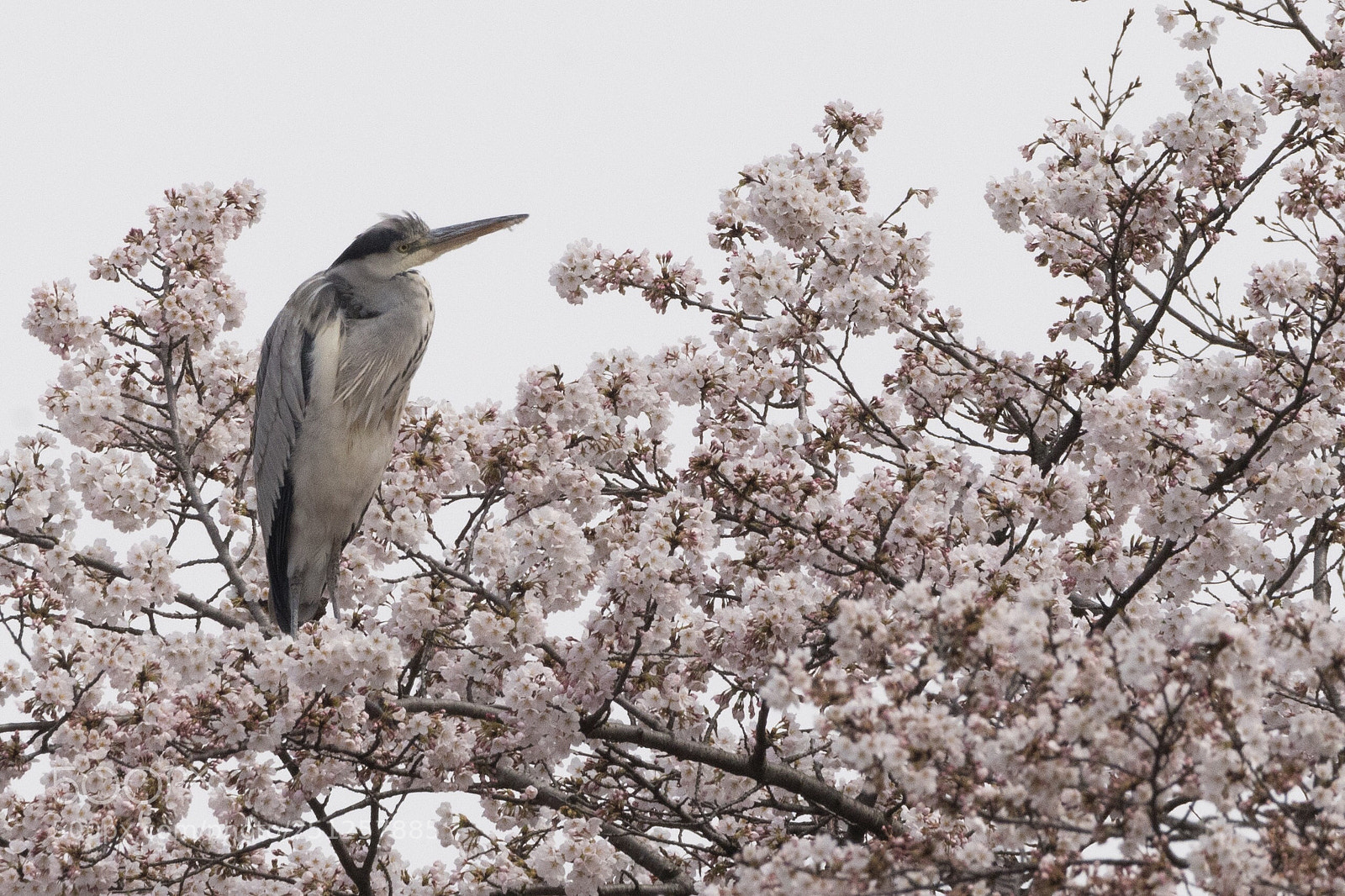 Nikon D500 sample photo. Grey heron enjoying cherry-blossoms photography
