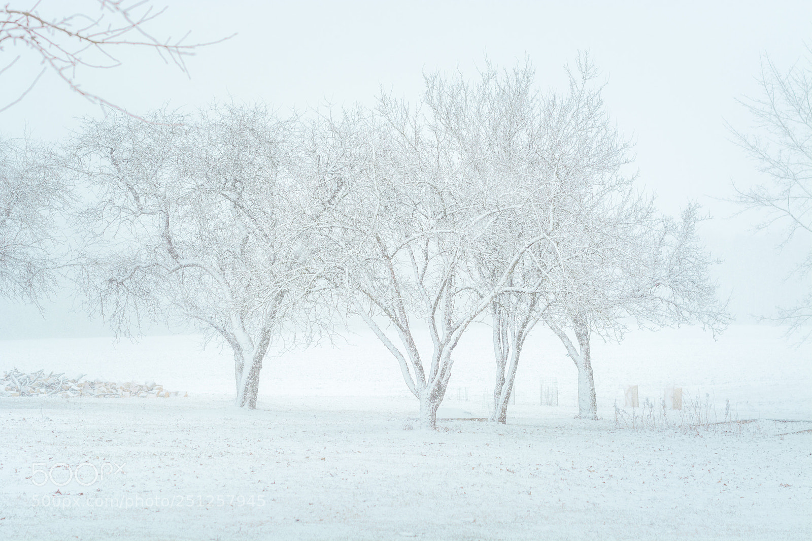 Nikon D5200 sample photo. Sudden snow storm in photography