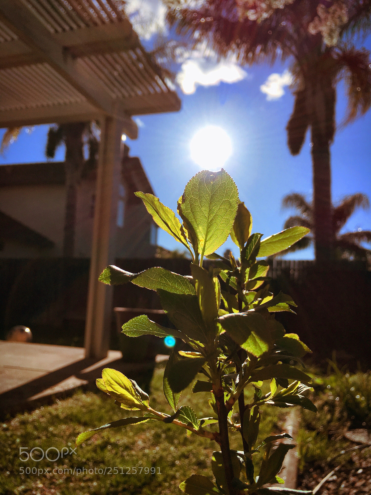 Apple iPhone 6s Plus sample photo. Leaf reaching the sun photography