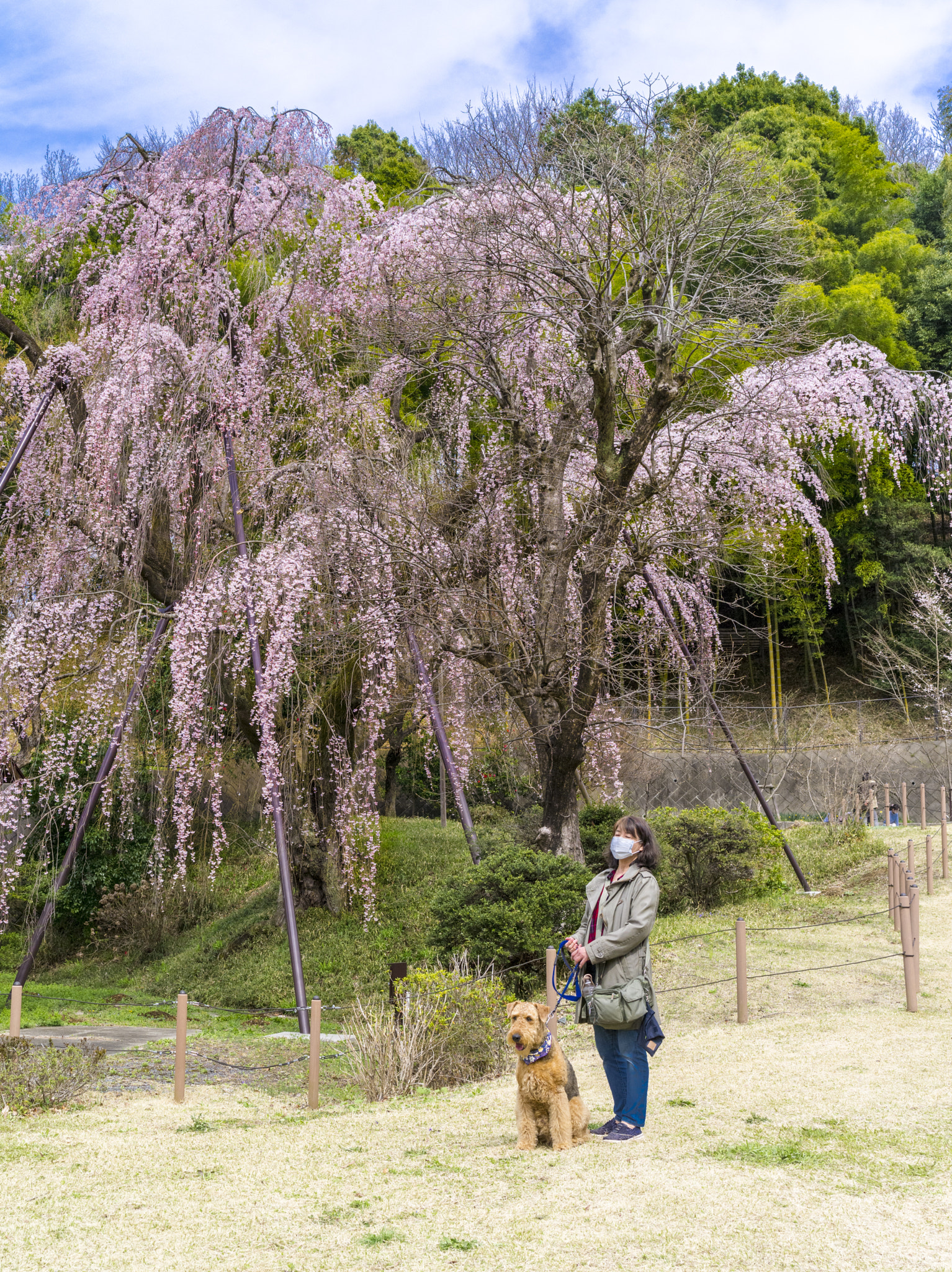 Pentax 645D sample photo. A dog and cherry blossom photography