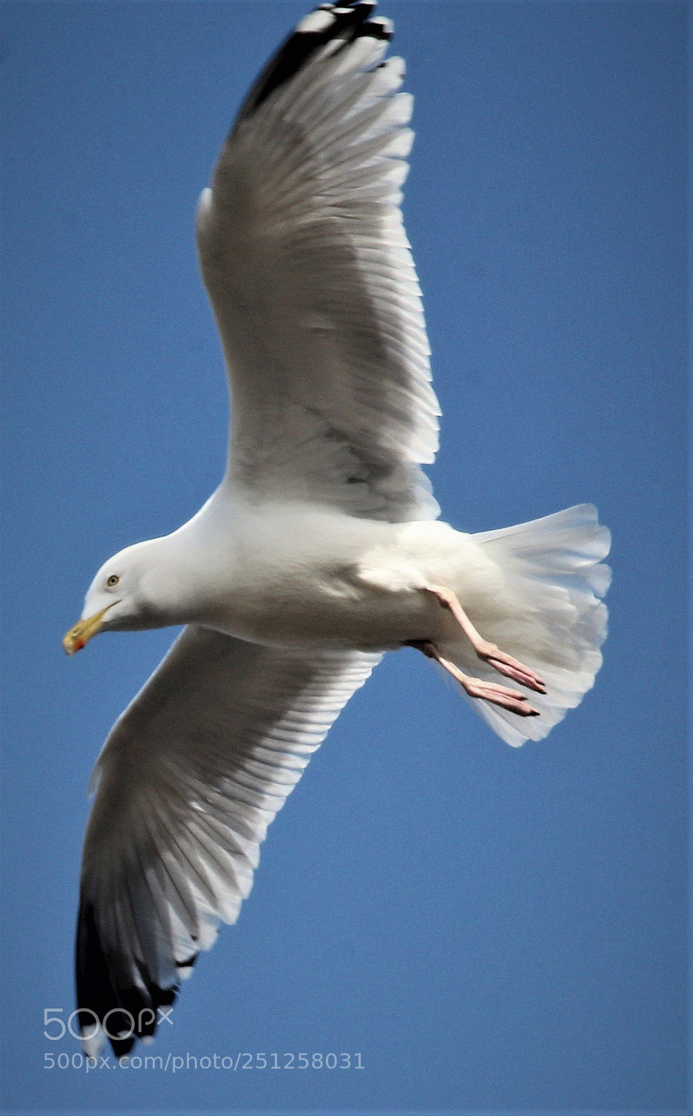 Canon EOS 1200D (EOS Rebel T5 / EOS Kiss X70 / EOS Hi) sample photo. Seagull in flight photography