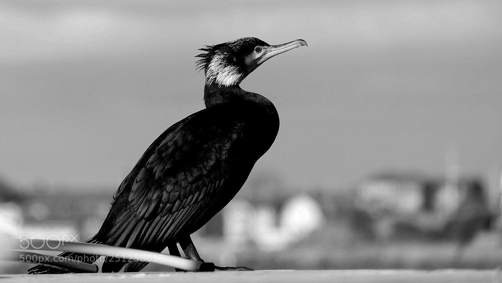 Fujifilm X-M1 sample photo. Black bird photography