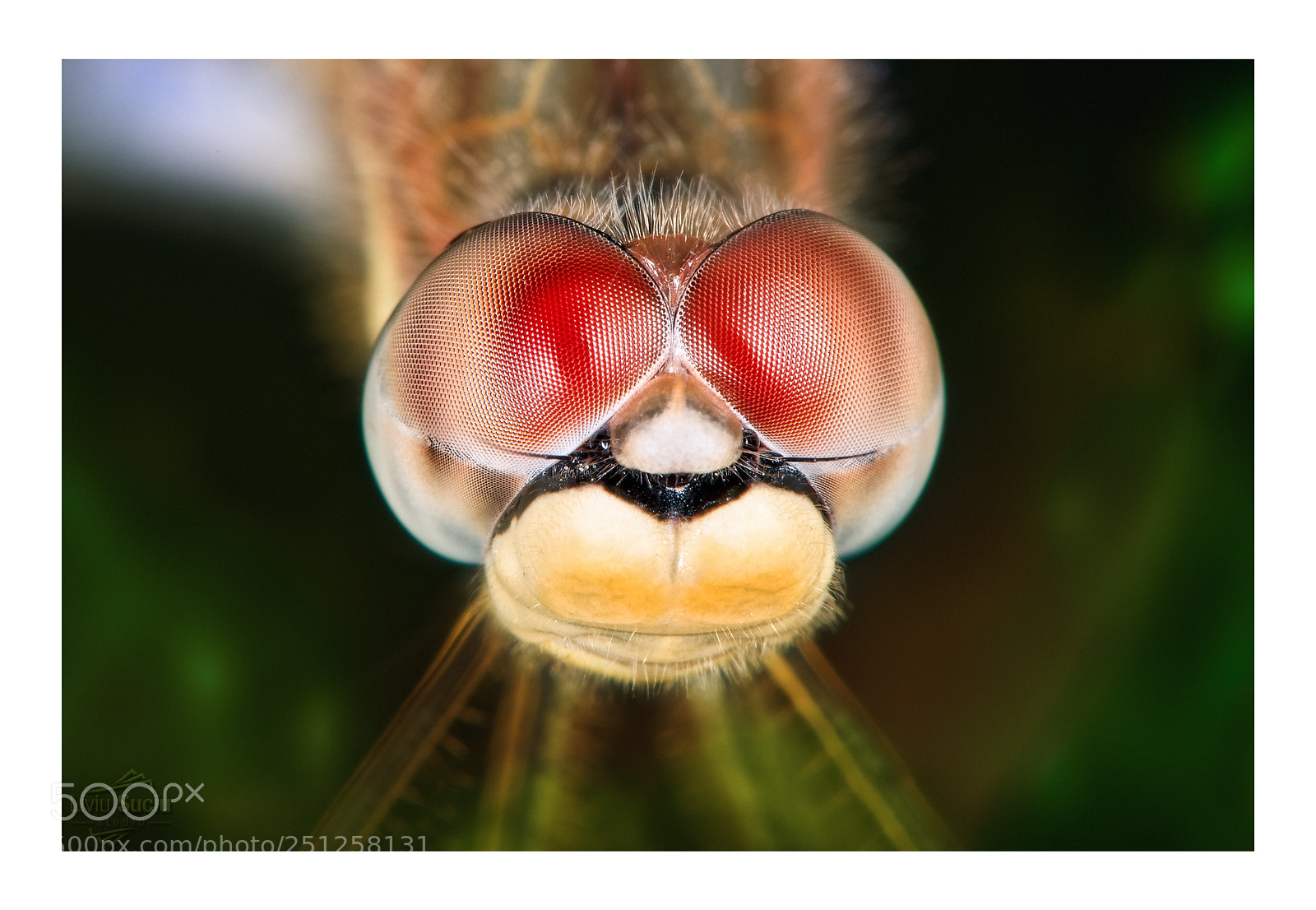 Nikon D300 sample photo. Dragonfly photography