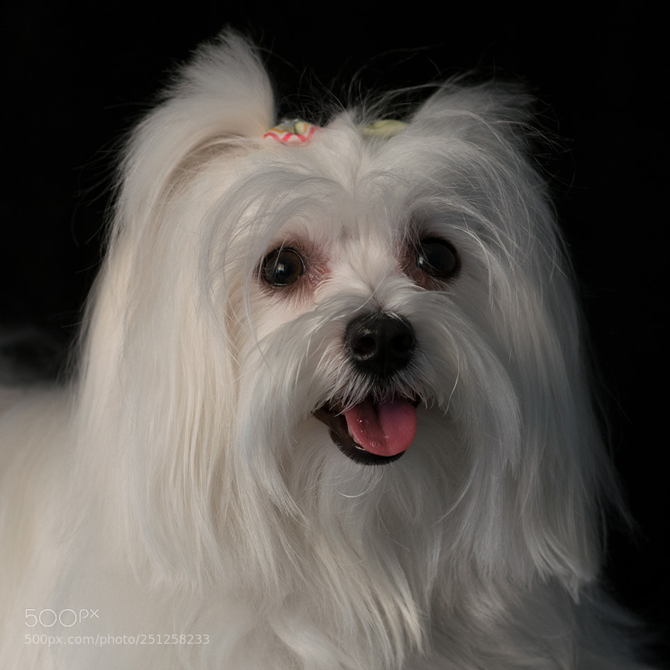 Nikon D5300 sample photo. Mila photography