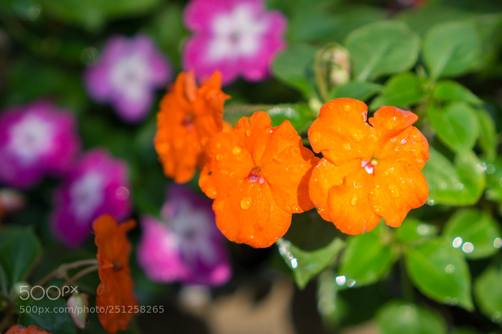 Sony a6000 sample photo. Tet flower festival photography