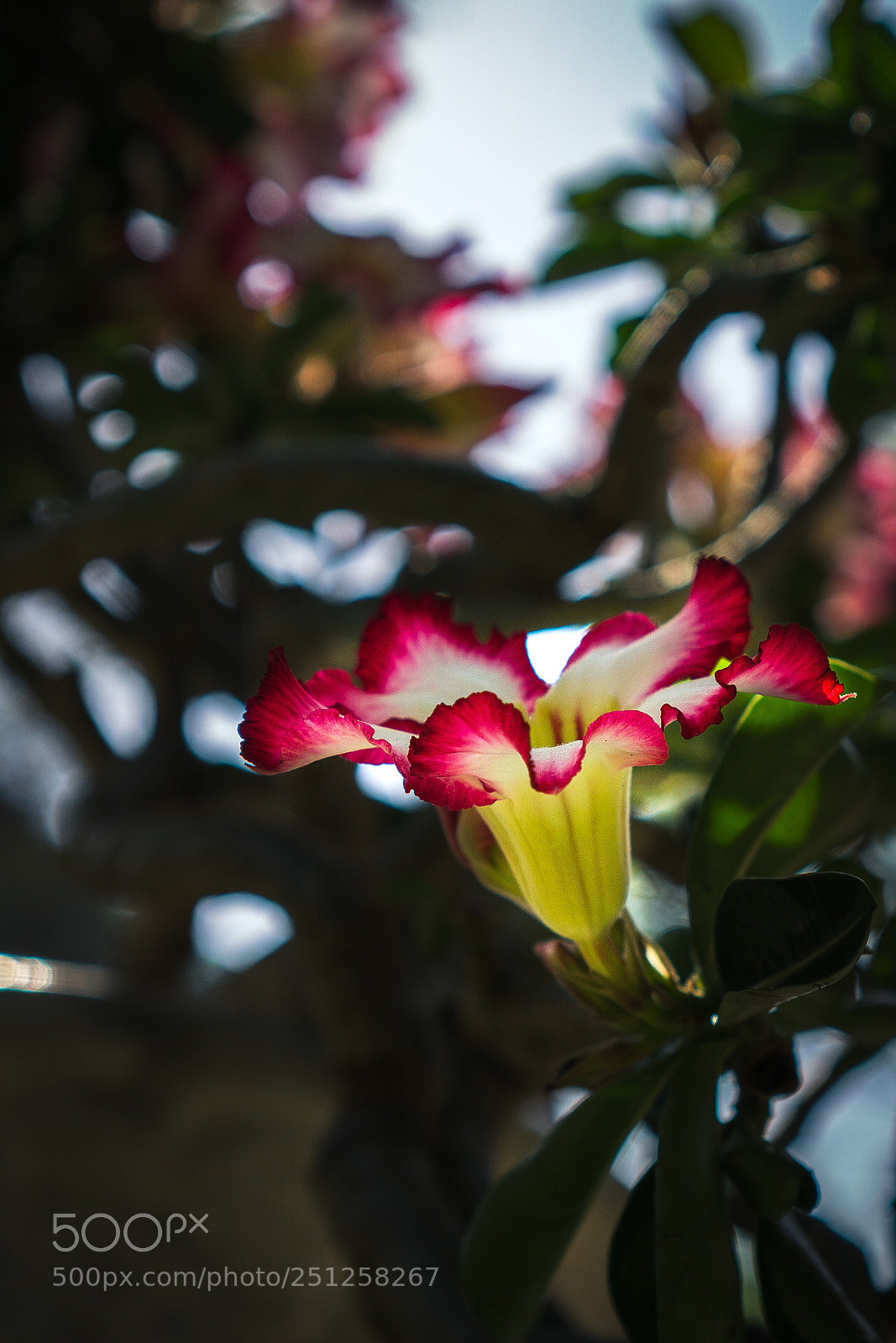 Sony a6000 sample photo. Tet flower festival photography