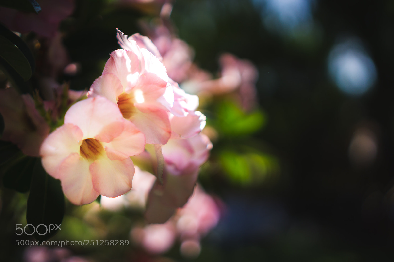 Sony a6000 sample photo. Tet flower festival photography