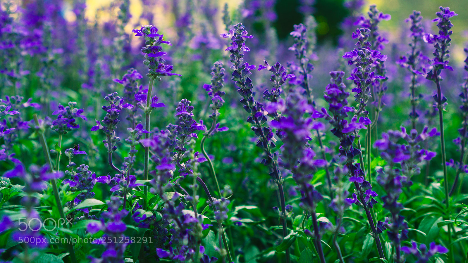 Sony a6000 sample photo. Tet flower festival photography