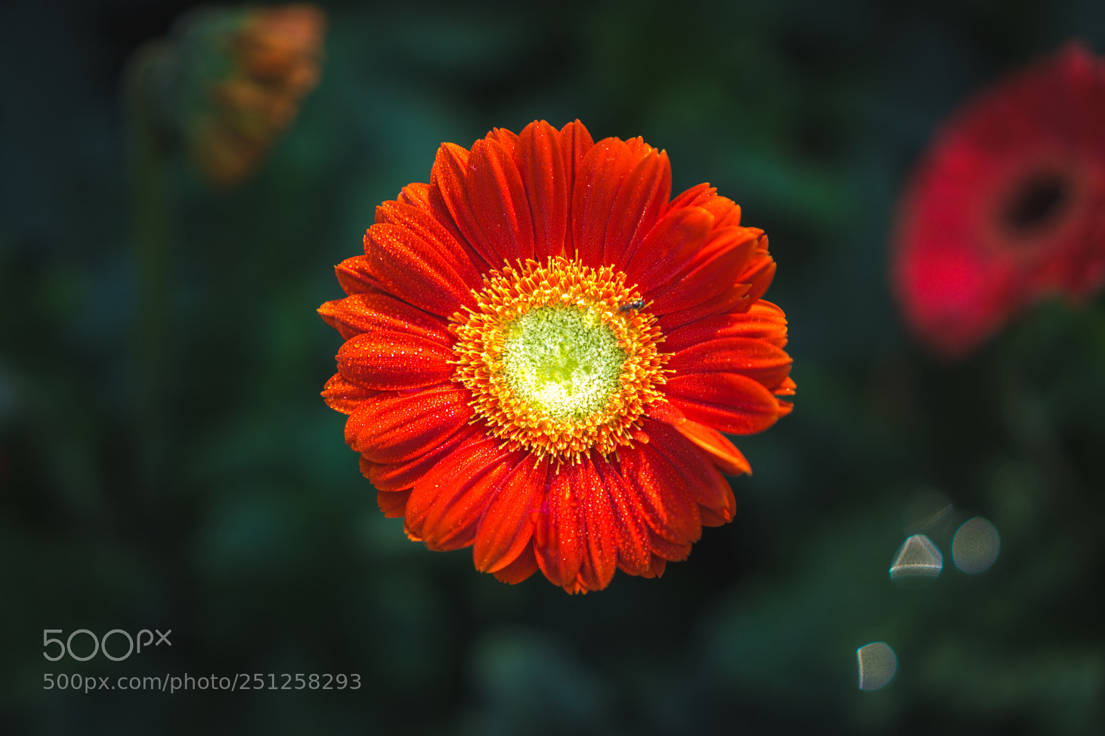 Sony a6000 sample photo. Tet flower festival photography