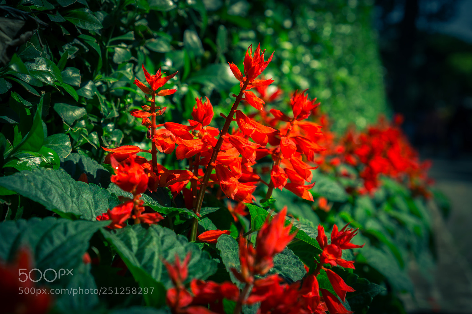 Sony a6000 sample photo. Tet flower festival photography