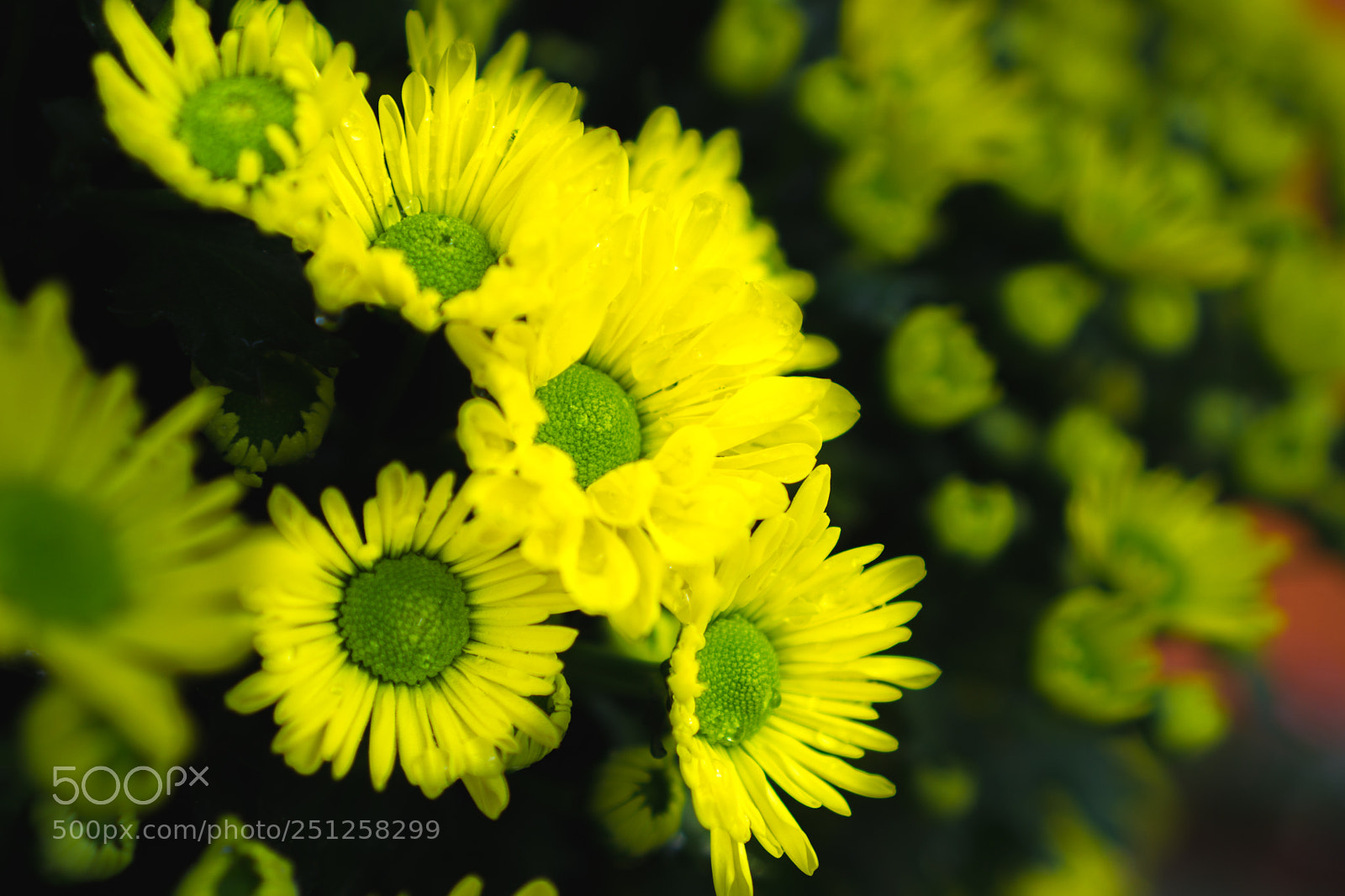 Sony a6000 sample photo. Tet flower festival photography