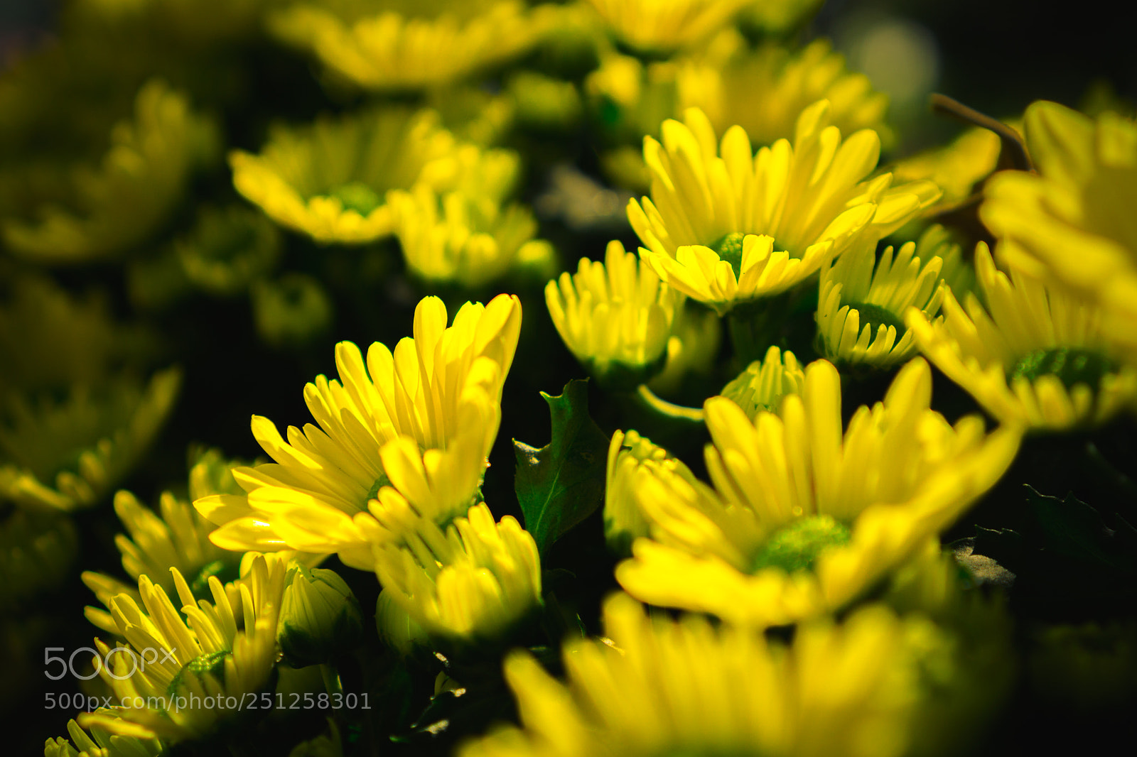 Sony a6000 sample photo. Tet flower festival photography