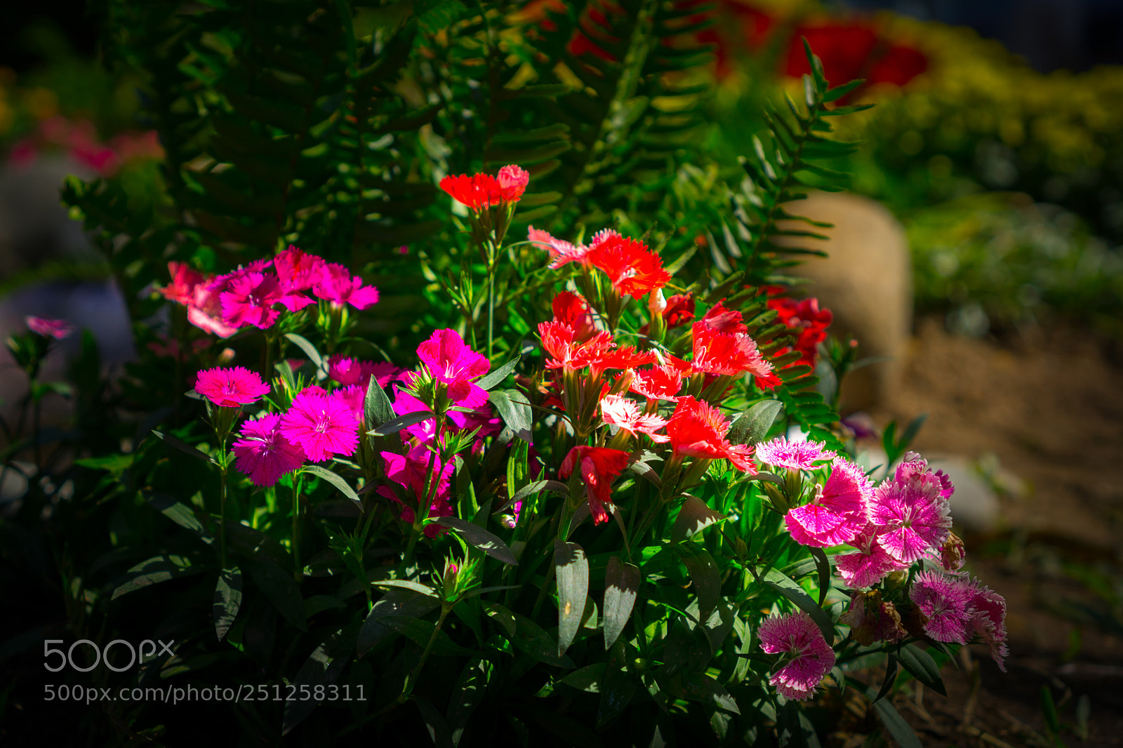 Sony a6000 sample photo. Tet flower festival photography