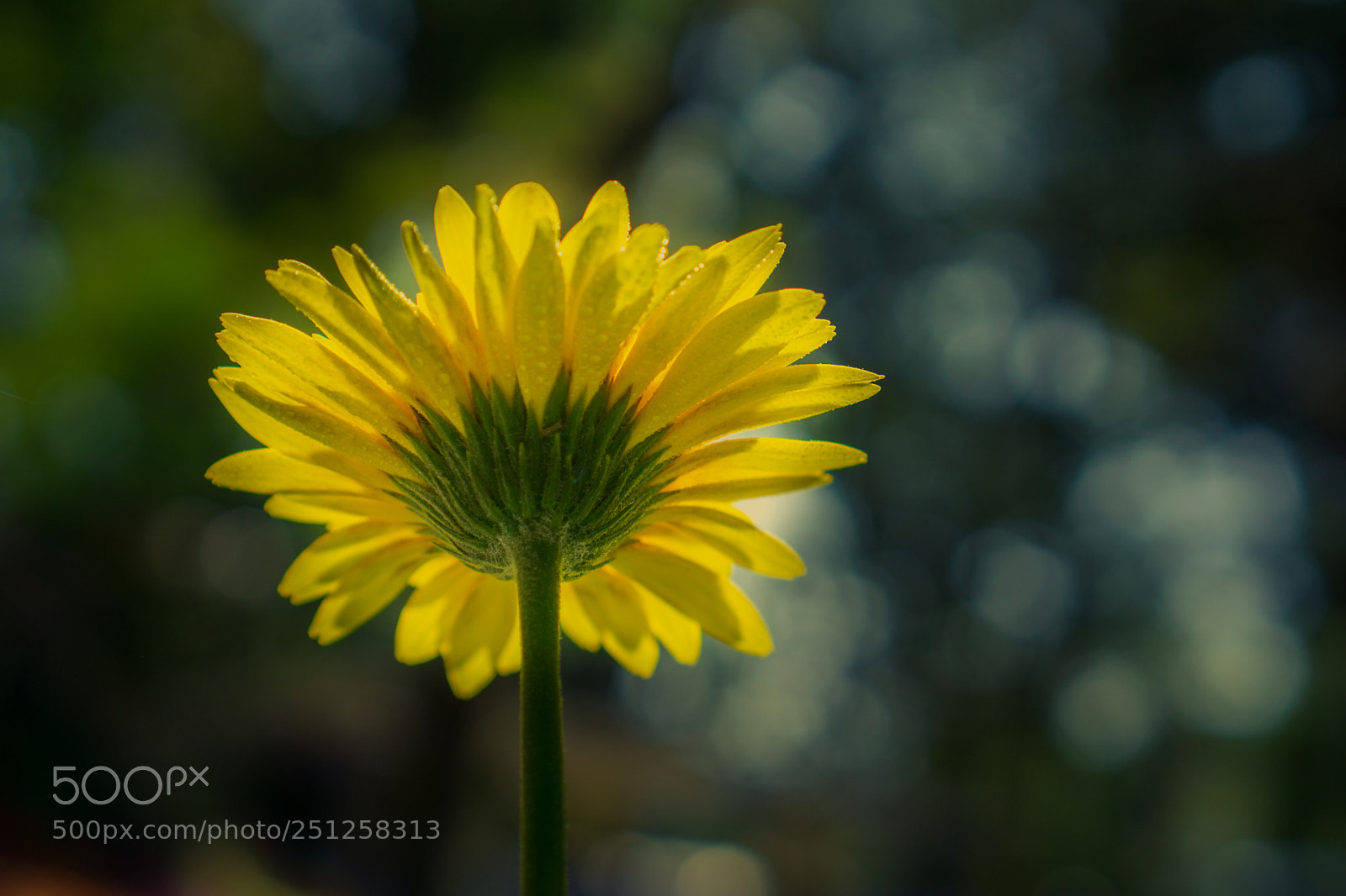 Sony a6000 sample photo. Tet flower festival photography