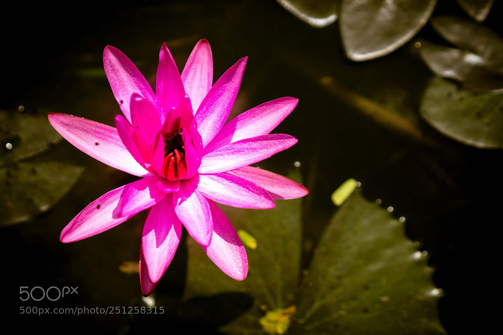 Sony a6000 sample photo. Tet flower festival photography