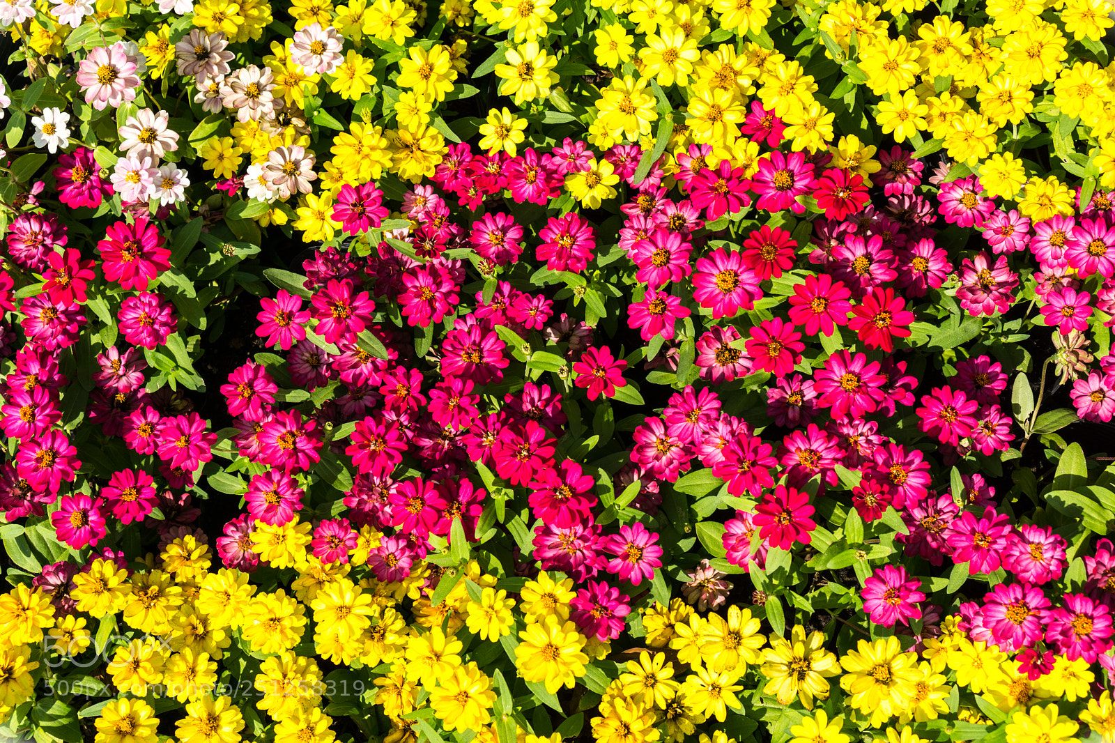 Sony a6000 sample photo. Tet flower festival photography