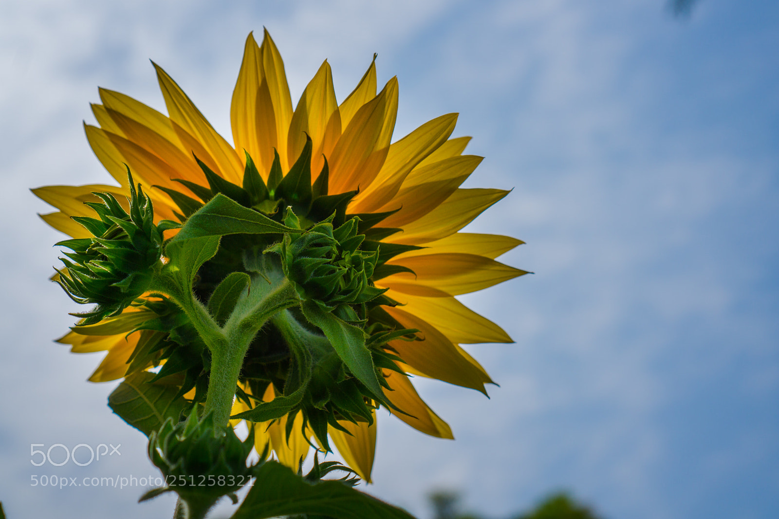 Sony a6000 sample photo. Tet flower festival photography