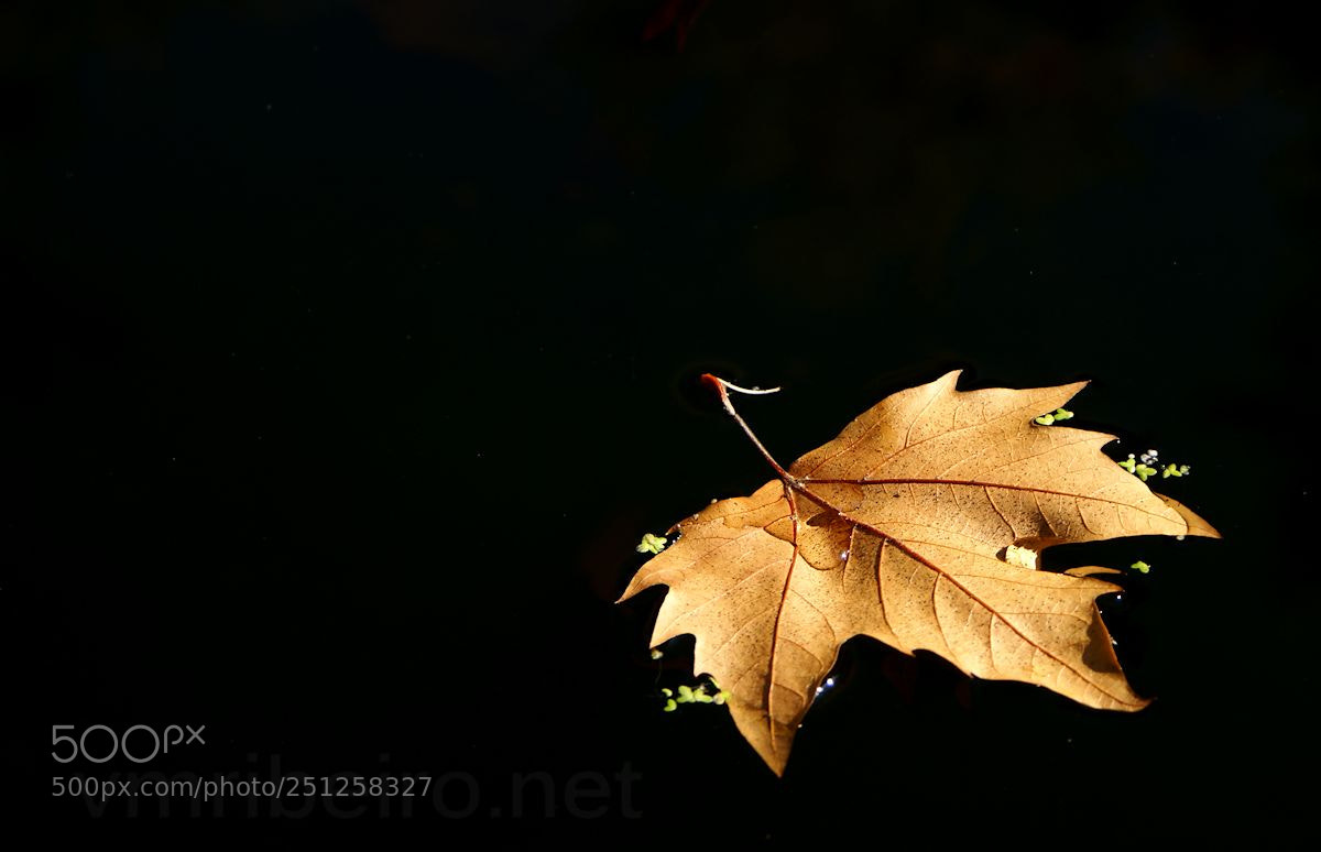 Sony Alpha DSLR-A350 sample photo. Leaf... photography